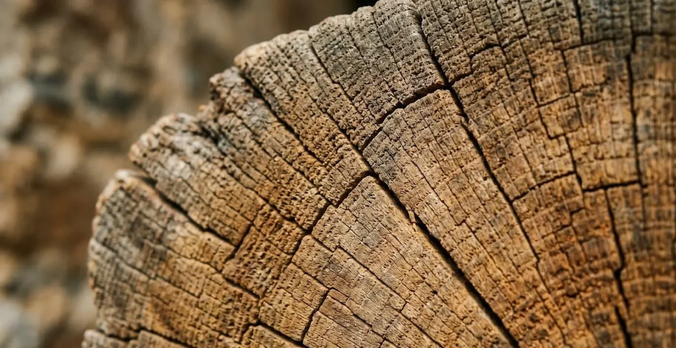 Gros plan macro sur une tête de poutre ancienne en bois montrant les détails de texture et de grain nécessaires à un diagnostic structurel
