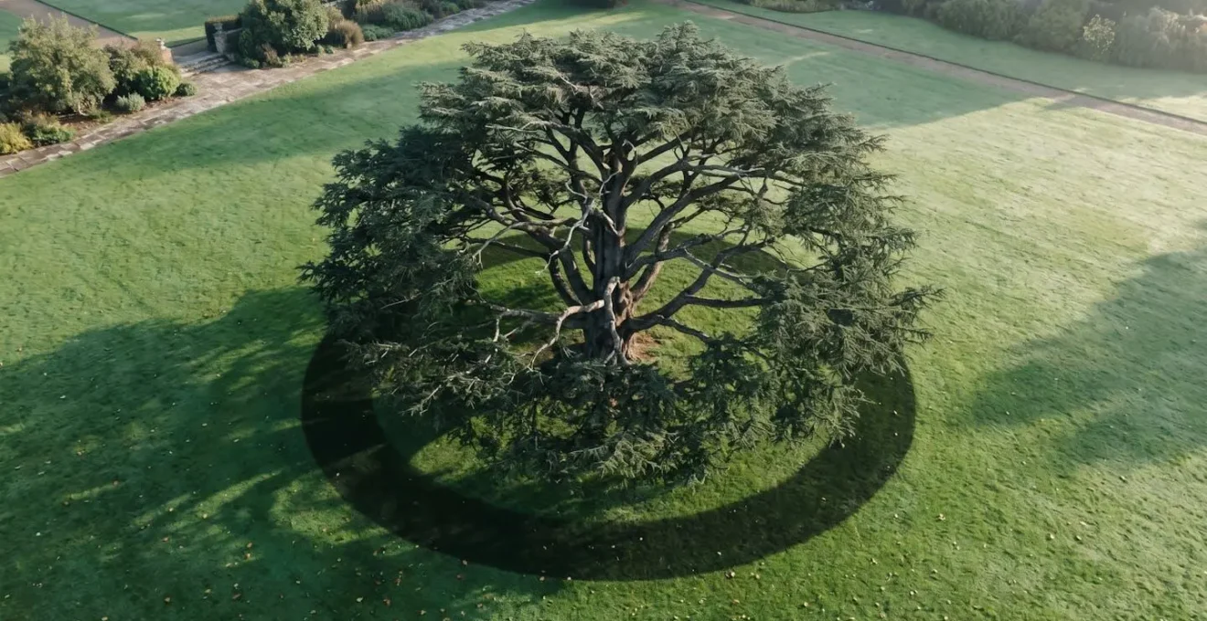 Vue en plongée d'un grand arbre ancien avec cercle tracé au sol délimitant la zone de protection racinaire